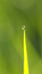 Raindrop on the Top of The Rice
