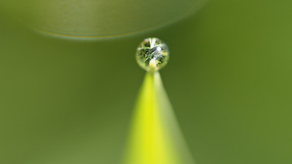 Raindrop on the Top of The Rice