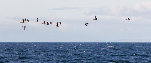 Flock of geese Anser albifrons flying over the Atlantic ocea