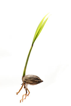 Palm seedlings