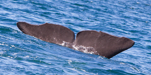 Obraz premium Tail of a Sperm Whale diving