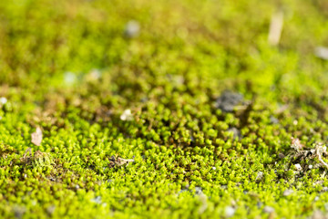 Moss Lichen Macro