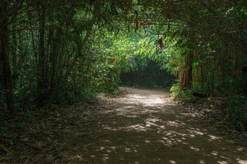 Trees tunnel with bright spot in forest