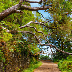 laurel forest and Irrigation canal. Lewada das 25 fontes and Lewada do Risco , Madeira Island, Portugal