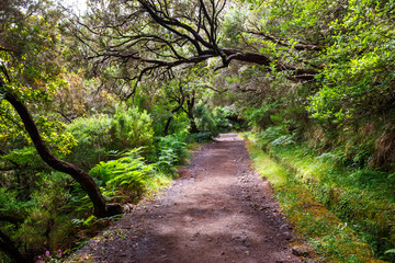 Fototapeta na wymiar laurel forest and Irrigation canal. Lewada das 25 fontes and Lewada do Risco , Madeira Island, Portugal