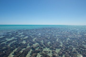 Panorama Stromatolites Shark Bay Australia