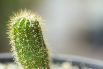 cactus closeup.