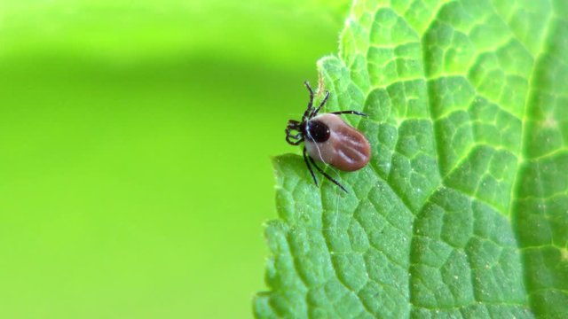 Zecke auf einem Blatt