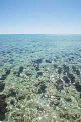 Stromatolites Hamelin Pool Western Australia