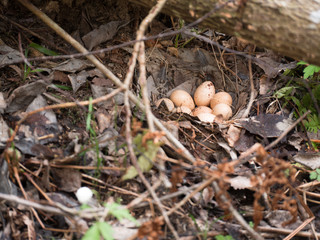 Wild bird eggs lie in a nest on a background of dry leaves and grass