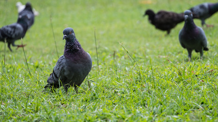 Obraz premium Golden Window in Buddhist Church