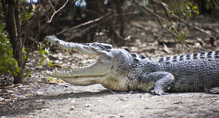 Crocodile In Kakadu National Park © Thomas Sztanek