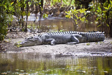 Photo sur Plexiglas Crocodile Grand Crocodile D& 39 Eau Salée
