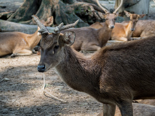 Closeup of a Young Whitetail Deer