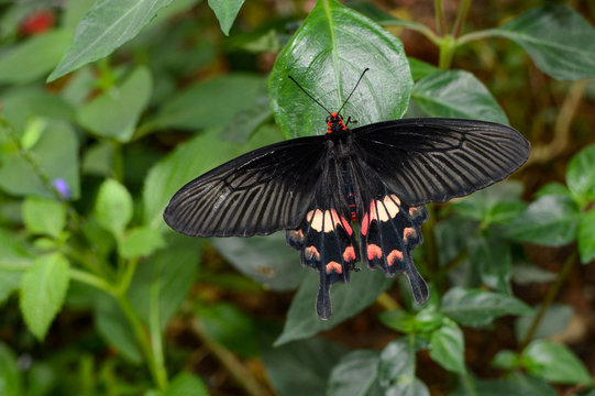 Pachliopta aristolochiae interpositus, also known as common rose butterfly or red-bodied swallowtail