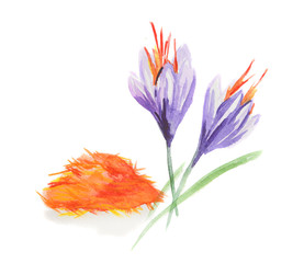 Fototapeta na wymiar Watercolor saffron flowers. Isolated spice on white background. Indian seasoning for meal or dessert.
