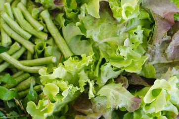 Salad vegetable (Green oak, lettuce and Batavia) leaf and lentil