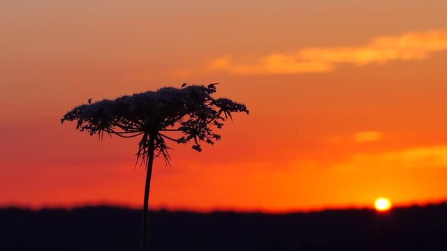Wilde M&ouml;hre bei Sonnenuntergang, Daucus carota