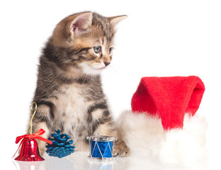 Cute little kitten