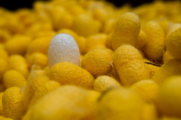 White cocoon among golden cocoon (white silk nest)