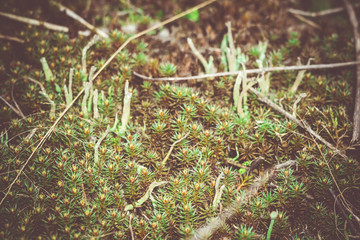 Green Moss Macro Filtered