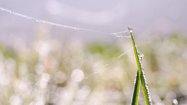 Grashalme mit Morgentau und Spinnfaden