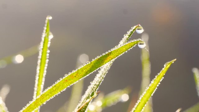Grashalme mit Morgentau