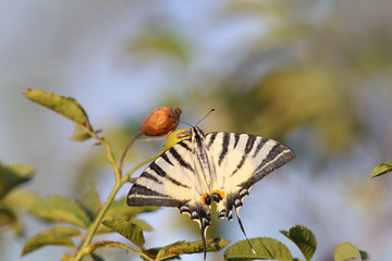 Butterfly Sailboat sits on a wild rose Bush.
