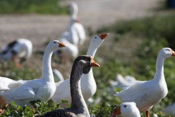 Grey Goose. Portrait. On the background of white geese