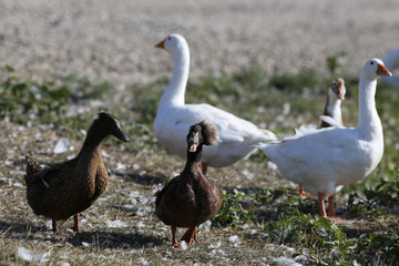 Duck - talkative Madame