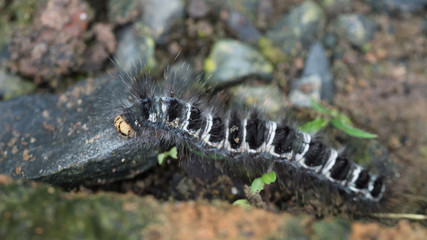 Caterpillar Walking