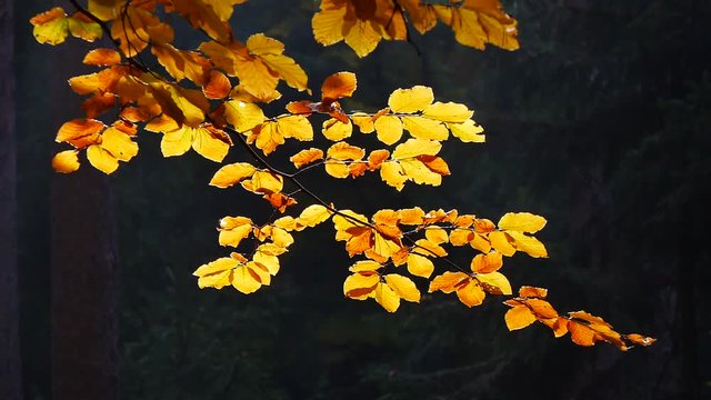 Bunte Buchenblätter im Herbstwald