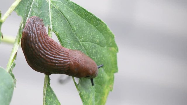 Slug eat up plant in the nature