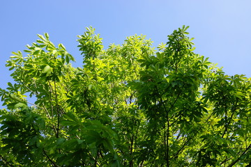 くるみの木　胡桃の葉　光　空　透過