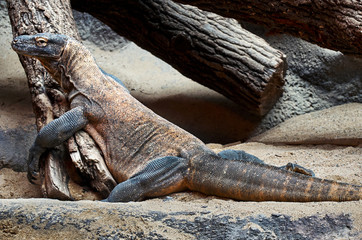 Czech Republic. Prague. Prague Zoo. Iguana. June 12, 2016