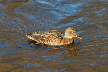 swimming duck in water
