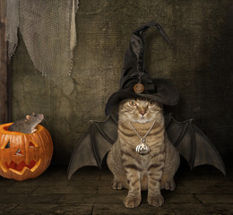 A cat in a hat has a wings. It looks like a bat. A rat sits inside a pumpkin. Today is Halloween.