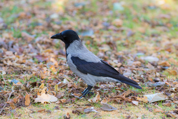 portrait of a crow in autumn