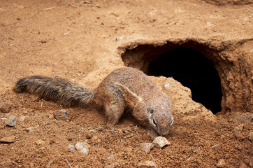 Czech Republic. Prague. Prague Zoo. Ground squirrel. June 12, 2016