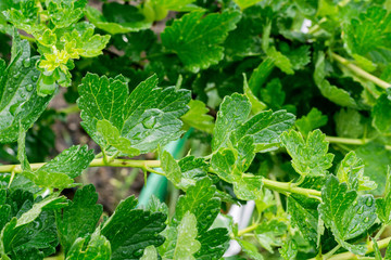 Leafage on Branch Macro