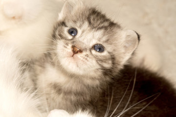 Lovely Little Kitten