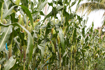 Corn field and corn on the cob.