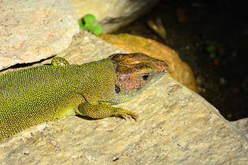 Smaragdeidechse auf einem Felsen