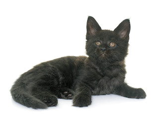 maine coon kitten