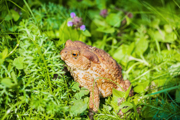 Huge brown toad with mottled skin sits in grass in garden. Closeup