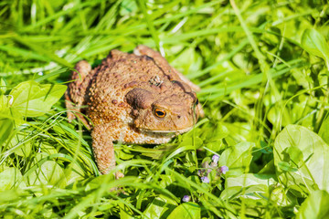 Big toad with brown spotted skin sitting in green grass and looking around