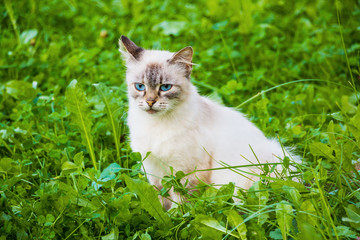 Naklejka na ściany i meble Neva Masquerade cat (kitten) with blue eyes sitting in green grass.