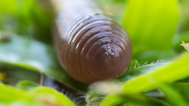 Earthworm Crawl