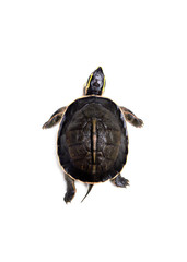Fototapeta premium Small turtle on white.