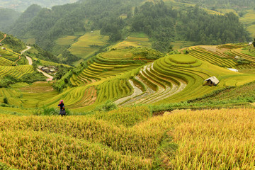 Fototapeta premium Rice terrace on during sunset ,Northeast region of Vietnam